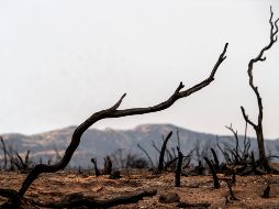 Así luce hoy una zona quemada en Yucaipa, California, luego del incendio desatado el sábado en El Ranch Dorado Park. AP/SCNG/The Orange County/C.  Register Yamanaka
