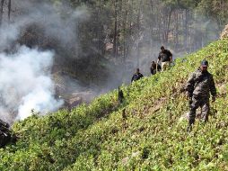 La erradicación de cultivos sólo ha logrado “interrupciones temporales” de la producción y el tráfico de drogas. NOTIMEX/Archivo