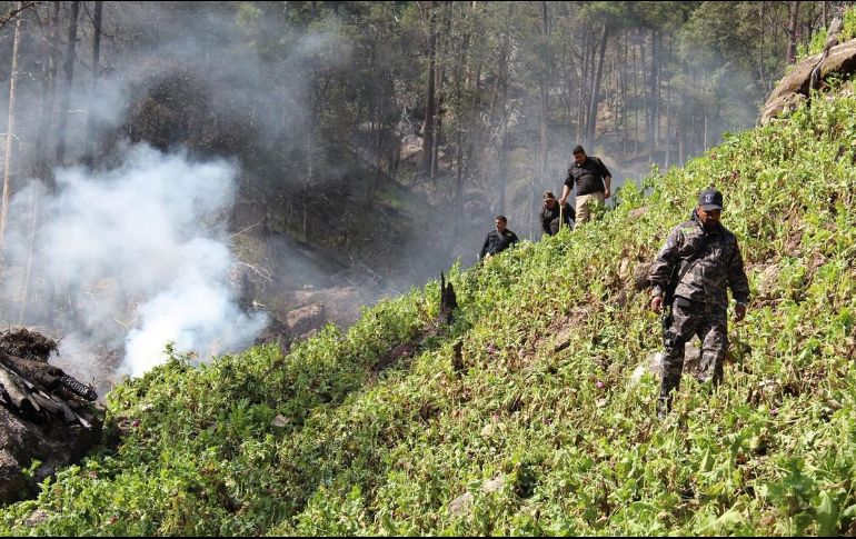 La erradicación de cultivos sólo ha logrado “interrupciones temporales” de la producción y el tráfico de drogas. NOTIMEX/Archivo