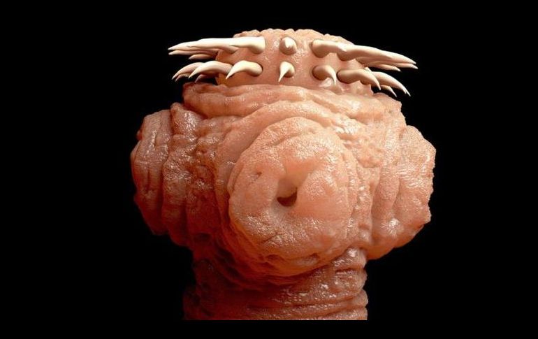 Feos, resbaladizos y con muy poco encanto... los parásitos no son precisamente los seres más carismáticos del mundo. GETTY IMAGES