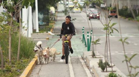 En las primeras 24 horas de su lanzamiento, los consejos han sido visitados por más de 600 usuarios. EL INFORMADOR/ARCHIVO