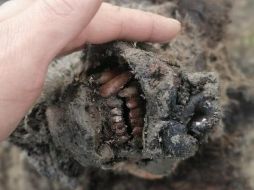 El oso de la Edad de Hielo fue encontrado en las islas Lyakhovsky en el noreste de Rusia. North-Eastern Federal University