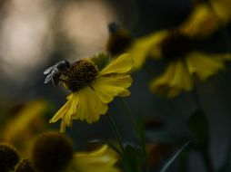 Entre estas afectaciones figurarían ''una alteración del sentido de la orientación y una disminución de la capacidad de reproducción''. EFE / ARCHIVO