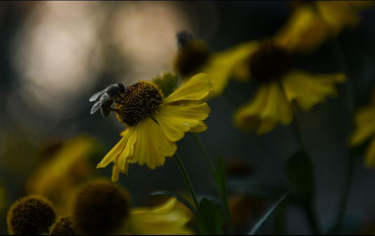 Entre estas afectaciones figurarían ''una alteración del sentido de la orientación y una disminución de la capacidad de reproducción''. EFE / ARCHIVO
