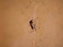 Jalisco acumula 12 semanas como la Entidad con más contagios de dengue en el país. EL INFORMADOR/ARCHIVO