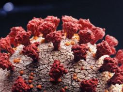 La pandemia del coronavirus ha causado millones de muertes a nivel mundial.