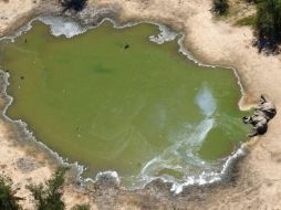 Más de 300 elefantes murieron este año en Botsuana. REUTERS