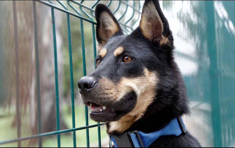 Mascotas ante la nueva normalidad