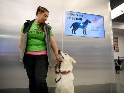 Debido a la eficacia de los perros con el olfato, las pruebas se ven prometedoras y podrían representar una opción para reactivar los viajes internacionales. AFP/Lehtikuva-Antti Aimo-Koivisto