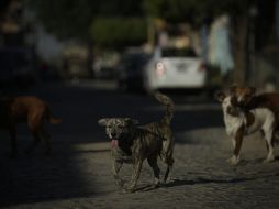 El estado contempla sanciones de hasta 180 jornadas en trabajo en favor de la comunidad y hasta cien días de multa a quien cause la muerte de un animal. EL INFORMADOR/ARCHIVO