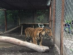 El animal tiene unos ochos meses de edad y pesa aproximadamente 100 kilos. ESPECIAL