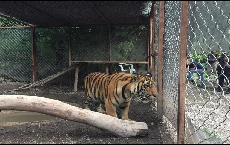 El animal tiene unos ochos meses de edad y pesa aproximadamente 100 kilos. ESPECIAL
