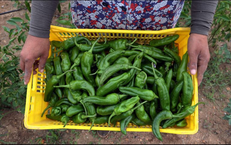 La imprescindibilidad de los productos alimenticios mantuvo fuerte su producción y distribución. EFE/M. Messara