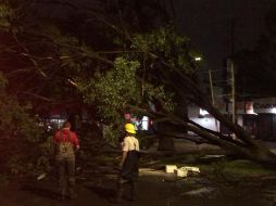 DECENA. Hasta 10 árboles caídos se reportaron. TWITTER/@PCYBOMGDL