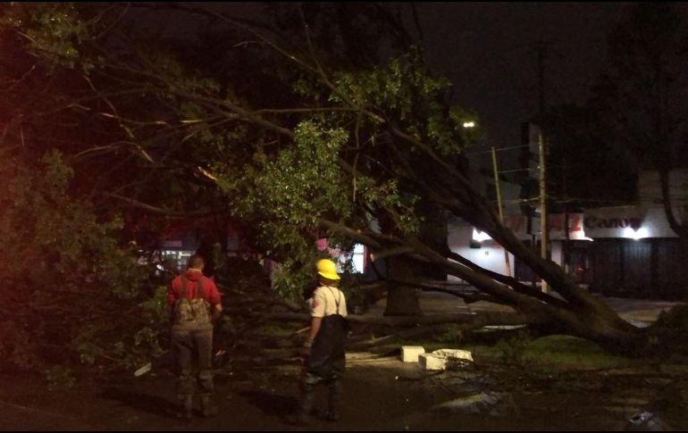 DECENA. Hasta 10 árboles caídos se reportaron. TWITTER/@PCYBOMGDL