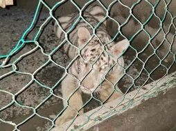 La Secretaría de Seguridad Pública de Tamaulipas difundió imágenes de los animales y autos asegurados. ESPECIAL/SSP Tamaulipas