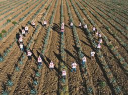 Paisaje agavero. Esta belleza será el escenario del evento “Reactivando con Tequila”. ESPECIAL