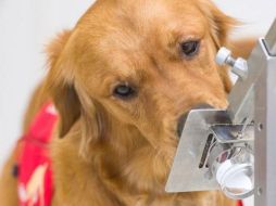 Los perros utilizan cerca del 40% de su cerebro para procesar lo que olfatean. DHSC