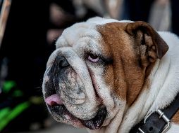 El municipio dijo que ha rescatado a 845 animales en lo que va del año. EL INFORMADOR/ARCHIVO