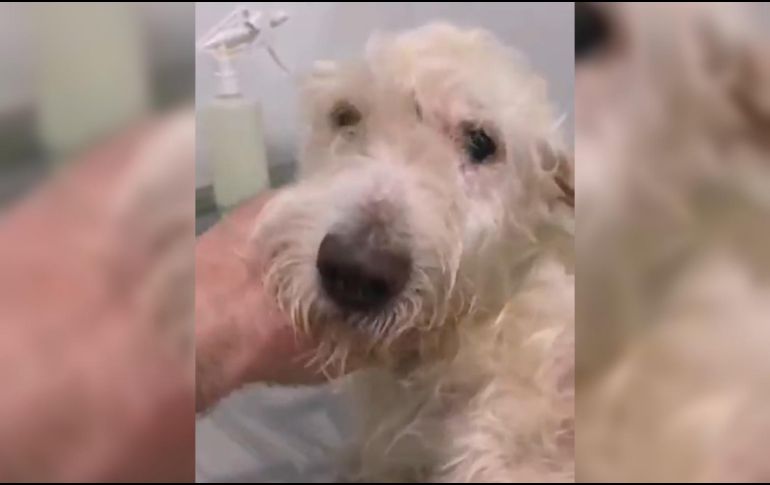 Bruno fue un perro que fue encontrado en una brecha por un grupo de ciclistas llamado 