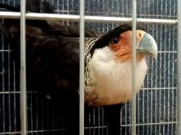 El ejemplar estaba desorientado, pero en buenas condiciones. ESPECIAL