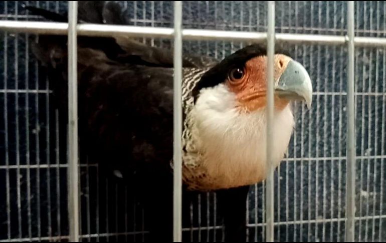 El ejemplar estaba desorientado, pero en buenas condiciones. ESPECIAL