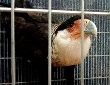 El ejemplar estaba desorientado, pero en buenas condiciones. ESPECIAL