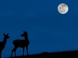 El mejor momento para ver la 