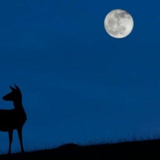 "Luna azul": el raro evento cósmico que podrá verse este 31 de octubre (y que no se repetirá hasta 2023)