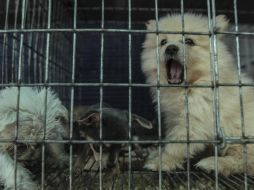 La reforma prohíbe también el abandono de mascotas en caso de que la persona no pueda hacerse cargo de ella. EL INFORMADOR/ARCHIVO