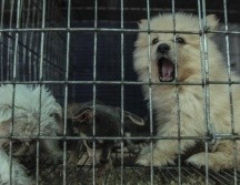 La reforma prohíbe también el abandono de mascotas en caso de que la persona no pueda hacerse cargo de ella. EL INFORMADOR/ARCHIVO