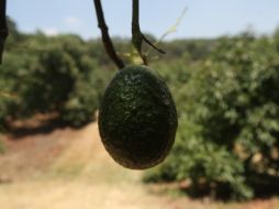 Lanzan reto para crear software de producción de aguacate amigable