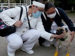 La adquisición se haría en conjunto con investigadores de la UdeG, asociaciones caninas y especialistas en entrenamiento canino. EFE/ARCHIVO