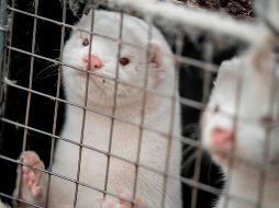 Unos 17 millones de visones serán sacrificados para evitar mayor propagación de la variante descubierta en los últimos días. AFP/M. Rsamussen