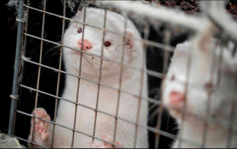 Unos 17 millones de visones serán sacrificados para evitar mayor propagación de la variante descubierta en los últimos días. AFP/M. Rsamussen