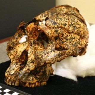 Descubren el cráneo de dos millones de años de un "primo" ancestral de los humanos