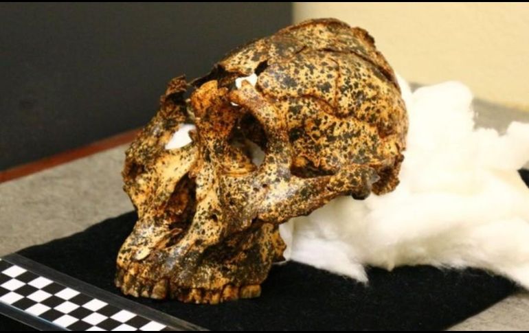 El cráneo de dos millones de años pertenece a la especie Paranthropus robustus. LA TROBE UNIVERSITY