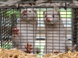 Los visones se cuidan en condiciones de hacinamiento, propicias para la propagación del coronavirus.