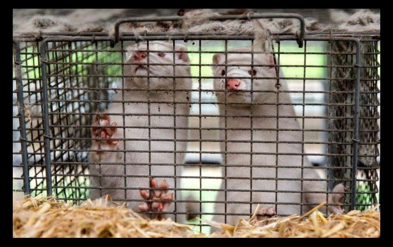 Los visones se cuidan en condiciones de hacinamiento, propicias para la propagación del coronavirus.