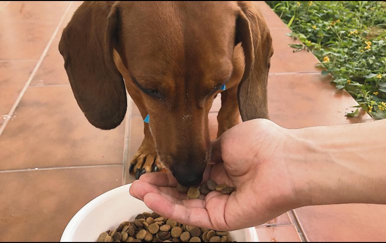 FAMILIA. Durante el Buen Fin 2020, también nuestros amigos de cuatro patas tienen beneficios. ESPECIAL