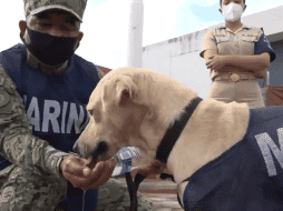 La Semar emitió una convocatoria para que los mexicanos propongan cómo llamar a su nuevo integrante. TWITTER / @SEMAR_mx