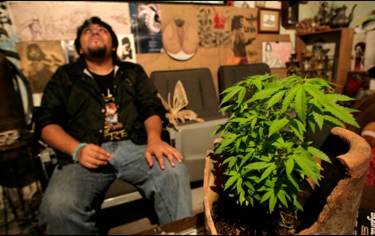 Señalan que el condicionar el número de plantas que puede poseer una persona puede constituirse violatorio de los derechos humanos. SUN /ARCHIVO