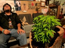 Señalan que el condicionar el número de plantas que puede poseer una persona puede constituirse violatorio de los derechos humanos. SUN /ARCHIVO