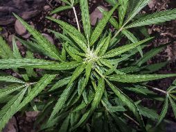 La ley regulará el cultivo, la producción, el consumo, la distribución, la industrialización y la venta de la marihuana bajo control federal. AFP/ARCHIVO