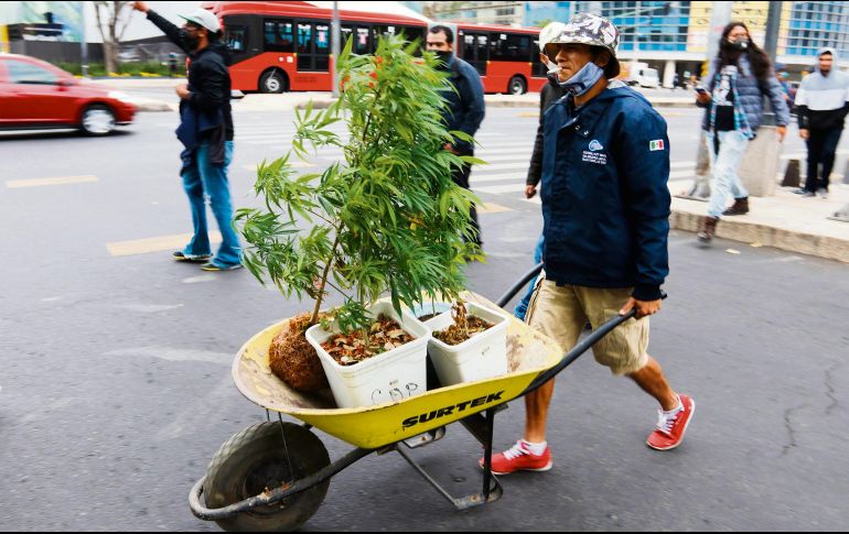 La aprobación permitirá plantar, consumir y distribuir mariguana bajo ciertas cantidades y con la supervisión del Gobierno federal. EFE