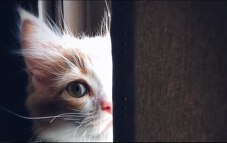 Tener una mascota, en especial un gato, es beneficioso para la salud física de los humanos. ESPECIAL / PEXELS / Henda Watani