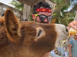 En redes, circulan imágenes del burro bebiendo cerveza y echado sobre la arena, en presunto estado de embriaguez. ESPECIAL