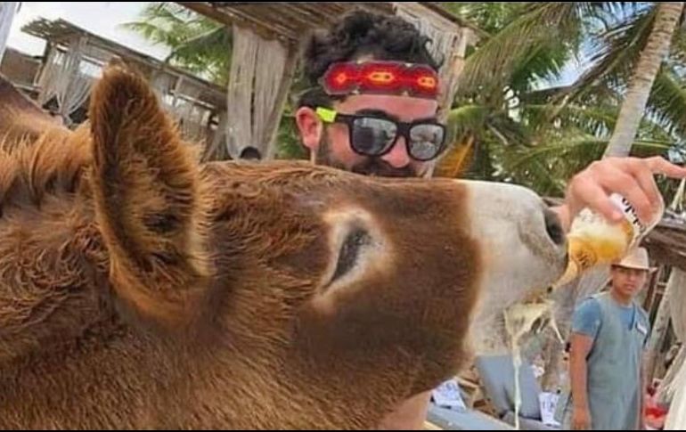 En redes, circulan imágenes del burro bebiendo cerveza y echado sobre la arena, en presunto estado de embriaguez. ESPECIAL