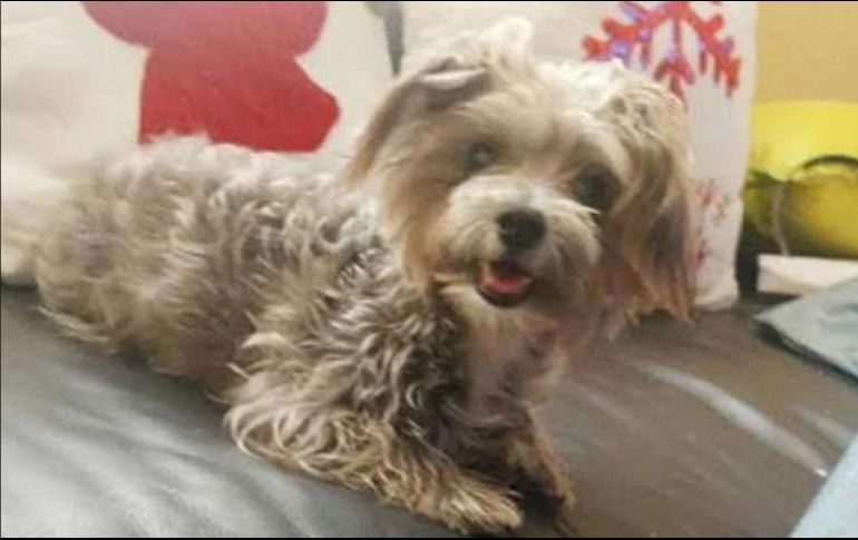 La mascota fue vista por última vez en el fraccionamiento Las Quintas. ESPECIAL