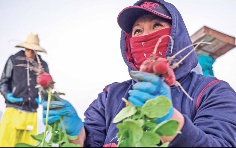 El avance del empleo de los trabajadores mexicanos inmigrantes ha fortalecido la masa salarial que obtienen en Estados Unidos. NTX/ARCHIVO